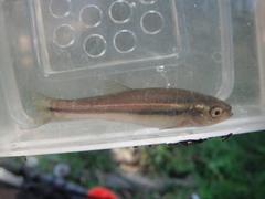 Chrosomus neogaeus