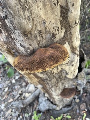 Fomitopsis