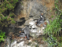 Poikilocarbo gaimardi