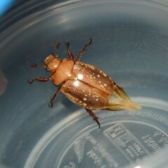 Anoplognathus concolor