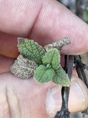 Lepechinia cardiophylla