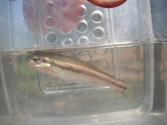 Chrosomus neogaeus