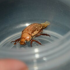 Anoplognathus concolor