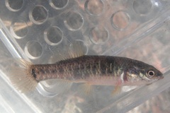 Umbra limi