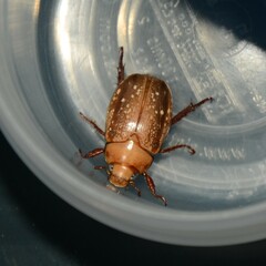 Anoplognathus concolor