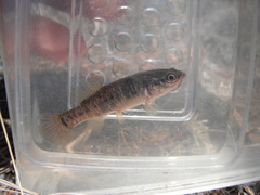 Umbra limi