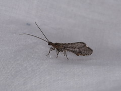 Trichoma gracilipenne