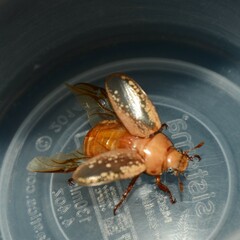 Anoplognathus concolor