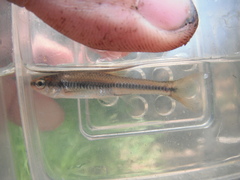 Notropis heterolepis