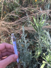 Enchylaena tomentosa