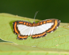 Nymphidium caricae