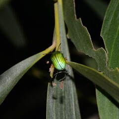 Calomela pallida