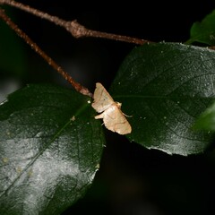 Hypolamprus ypsilon