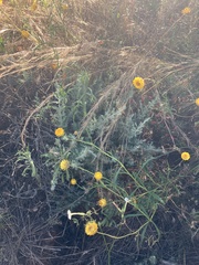 Enchylaena tomentosa