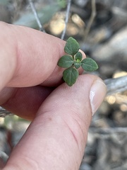 Clinopodium chandleri