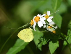 Eurema novapallida