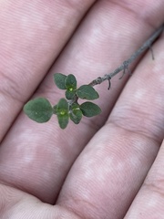 Clinopodium chandleri