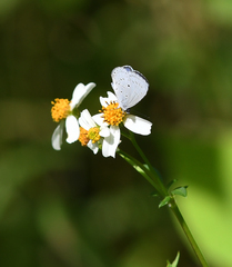 Celastrina lavendularis
