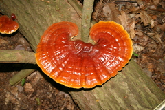Ganoderma tsugae