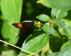 Koruthaialos rubecula