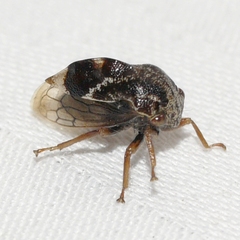 Cyrtolobus tuberosus