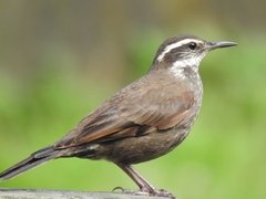 Cinclodes patagonicus