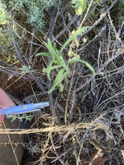 Enchylaena tomentosa