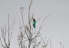 Chrysococcyx maculatus