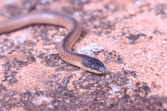 Suta nigriceps