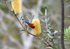 Aethopyga gouldiae