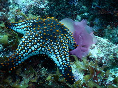 Pentaceraster cumingi