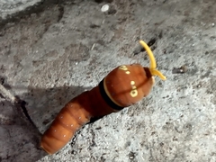 Papilio multicaudata multicaudata