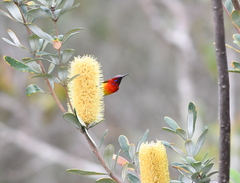 Aethopyga gouldiae