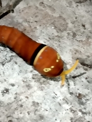 Papilio multicaudata multicaudata