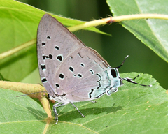 Pseudolycaena marsyas