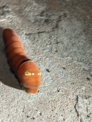 Papilio multicaudata multicaudata