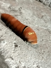 Papilio multicaudata multicaudata