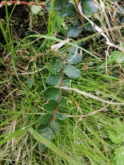 Pellaea rotundifolia