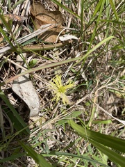 Neptunia oleracea