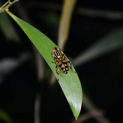 Eristalinus
