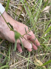Neptunia oleracea