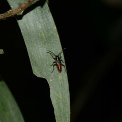 Lygaeidae