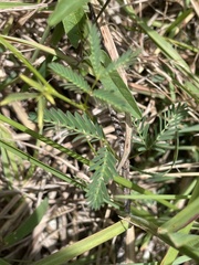 Neptunia oleracea