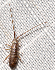 Pogonognathellus dubius