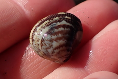 Laevicardium substriatum