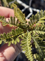 Chamaebatia australis