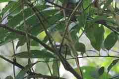 Leptopogon superciliaris