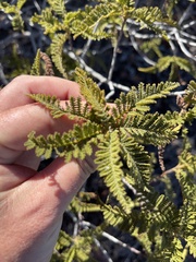Chamaebatia australis