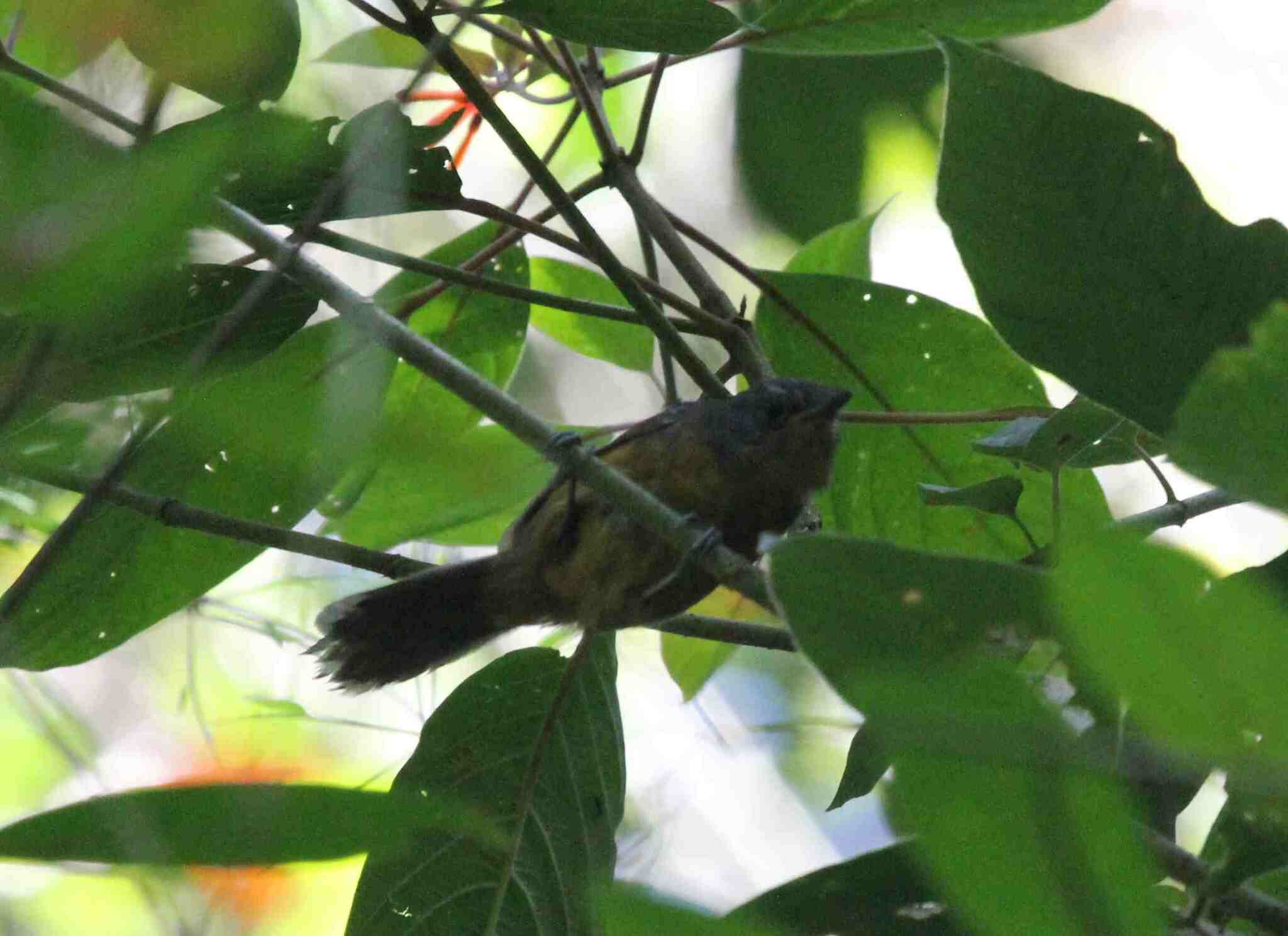 Parker's Antbird illustration