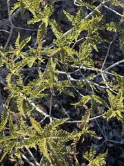 Chamaebatia australis